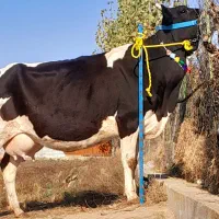 گاو شیری هلشتاین بدون گوساله|حیوانات مزرعه|بندر ترکمن, |دیوار