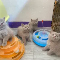 بچه گربه های بریتیش اصیل رنگ لیلاک|گربه|شیراز, شهرک سراج‎|دیوار