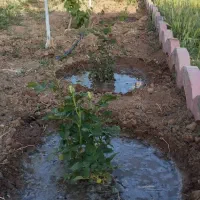 فروش باغچه در خسرو آباد|فروش زمین و ملک کلنگی|نظرآباد, خسروآباد|دیوار