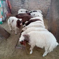 بره|حیوانات مزرعه|چوار, |دیوار