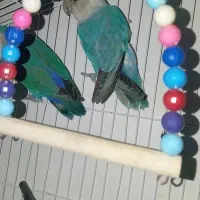 کتوله|پرنده|سراوان, |دیوار