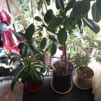 فروش تعدادی گل سرحال