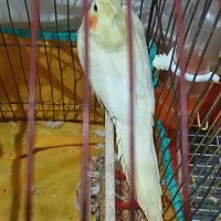سلام  طوطی و پنکه رو گذاشتم برای  فروش