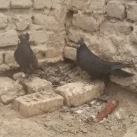 کفتر اصفهانی
