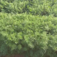 سلام سبزی شوید وگشنیز واسفناج تمیز