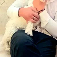 سگ ماده پشمالو