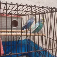 مرغ عشق مولد تخم گدار