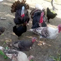 تعدادی بوقلمونن