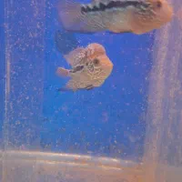 ماهی فلاور سوپر رد دراگون بیگ هد|ماهی|تبریز, |دیوار