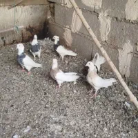 پرنده