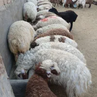 گوسفند زنده|حیوانات مزرعه|قم, قلعه صدری|دیوار