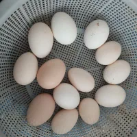 تخم نطفه دار نژاد لاری و گلین