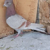 ۱۰طوق کبوتر