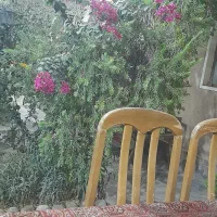 جواز کسب کافه قلیون یا قهوه‌خانه