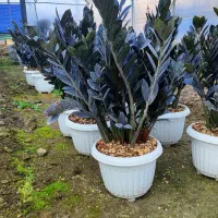 زاموفیلیا سوپر بلک مادری|گل و گیاه طبیعی|گتاب, |دیوار