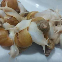حلزون آلبینو