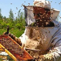 مستقیم از کندو به خانه‌ی شما ( عسل خام )|خوردنی و آشامیدنی|اهواز, سپیدار|دیوار
