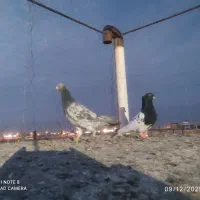 کفتر سارهفت رنگ|پرنده|گناباد, |دیوار