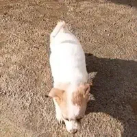 واگزار سگ پاکوتاه|سگ|گرگان, |دیوار