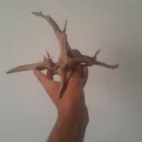 چوب آبنوس آکواریوم