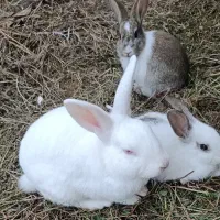 خرگوش|موش و خرگوش|ماسال, |دیوار