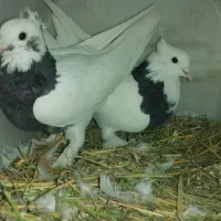 کبوتر درپرنده|پرنده|طسوج, |دیوار