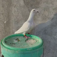 کبوتر الماسی