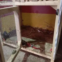 قفس|لوازم جانبی حیوانات|میان جلگه, |دیوار