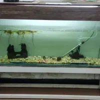 اکواریوم همراه با متعلقات