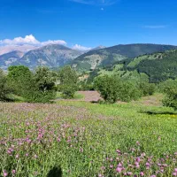 فروش گوسفند