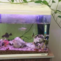 آکواریوم ماهیران