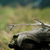 کت فیش فاولا|ماهی|اهواز, کیان اباد|دیوار