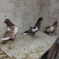 ابلغ افغانی دم سفیدعطیقه