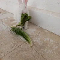 خرگوش|موش و خرگوش|مسجد سلیمان, |دیوار