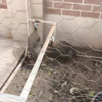 مرغ شاخدار|حیوانات مزرعه|کرمان, |دیوار