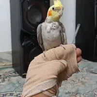 عروس هلندی نر