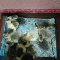 جوجه غاز محلی