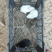 خرگوش
