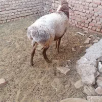 فروش بره چینی مناسب قوچ و پلوار