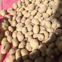 سیب زمینی آگریا|خوردنی و آشامیدنی|داران, |دیوار