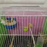 یک جفت قناری با 4 تا تخم