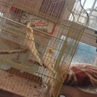 عروس هلندی ۵ماهه|پرنده|سرپل ذهاب, |دیوار