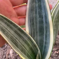 گل سانسوریا پتوس|گل و گیاه طبیعی|محمدیه-قزوین, |دیوار