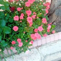 چمن کاری گل کاری حرص کار|خدمات باغبانی و درختکاری|ارومیه, |دیوار