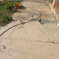 جوجه دورگ .جوجه شیرازی