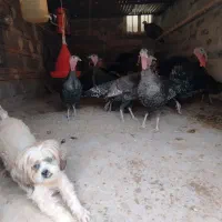 بوقلمون نر و ماده محلی