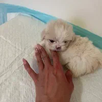 فروش سگهای سایز صفر،سگ خاص عروسک متحرک بزرگ نمیشه