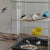 فنچ زبرا