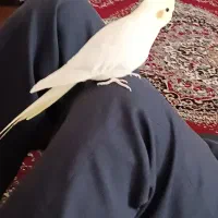 عروس هلندی گم شده در محدوده خانه کارگر (دانشجو))
