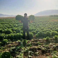 کاهو درجه یک|خوردنی و آشامیدنی|رومشکان, |دیوار